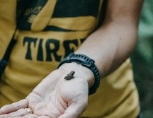 El ejemplar, del género Brachycephalus, mide 6,95 milímetros y puede posarse sobre una uña. (imagen ilustrativa). UNSPLASH