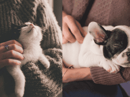 Según datos del INEGI, México es el tercer país a nivel mundial en la realización de prácticas de crueldad animal. CANVA