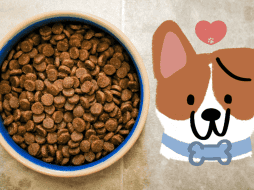 Es fundamental encontrar un equilibrio adecuado en la dieta de nuestros perros, ya que un exceso de proteínas también puede ser perjudicial. Unsplash / Canva