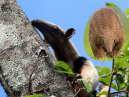 Los expertos destacaron la importancia de áreas protegidas para la supervivencia de especies que están en peligro de extinción. Flickr / X / PUMAGUA