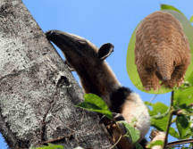 Los expertos destacaron la importancia de áreas protegidas para la supervivencia de especies que están en peligro de extinción. Flickr / X / PUMAGUA