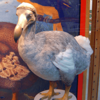 Esta es la verdadera razón de la extinción del Dodo