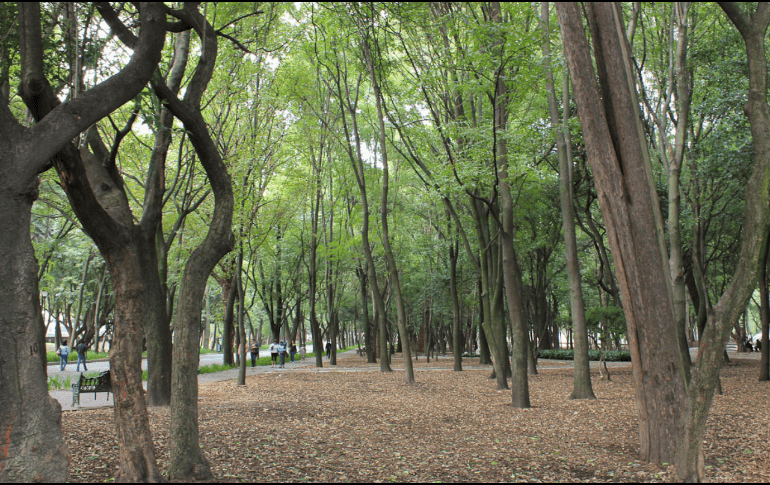 Esta especie de árbol comenzó a utilizarse hace 4 mil años con fines religiosos y ornamentales en China. Flickr