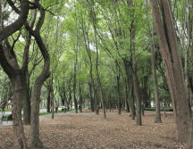 Esta especie de árbol comenzó a utilizarse hace 4 mil años con fines religiosos y ornamentales en China. Flickr