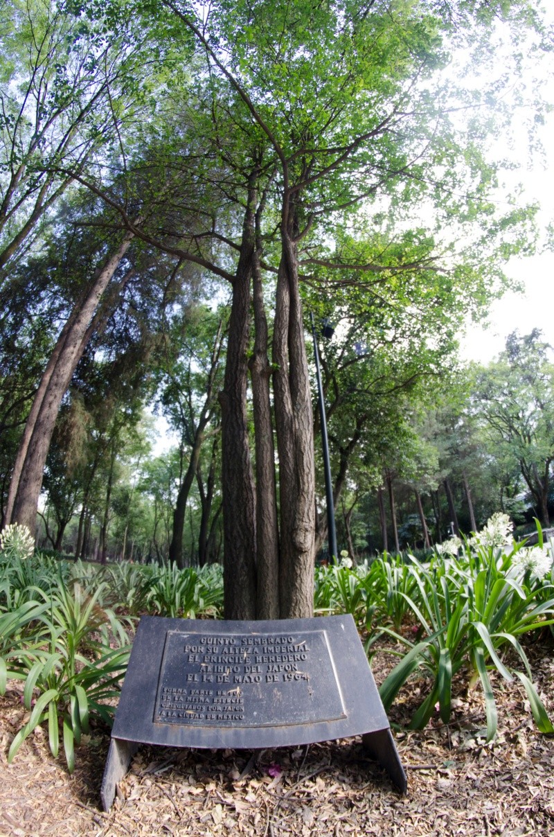  Se han encontrado ejemplares con más de 2 mil 500 años. X / @ChapultepecCDMX