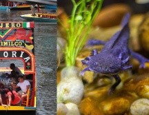 El ajolote es una especie endémica de México y mide aproximadamente 30 centímetros de longitud. ESPECIAL/SUN/Archivo y Pexels