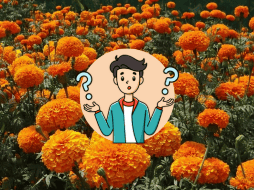 Optar por la cempasúchil mexicana asegura que tu ofrenda esté llena de simbolismo y significado, creando un espacio sagrado para recordar y celebrar a aquellos que han partido. CANVA