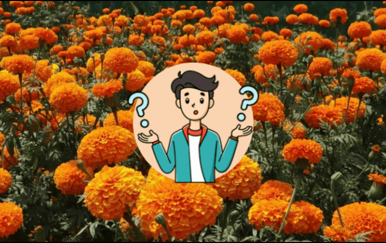 Optar por la cempasúchil mexicana asegura que tu ofrenda esté llena de simbolismo y significado, creando un espacio sagrado para recordar y celebrar a aquellos que han partido. CANVA