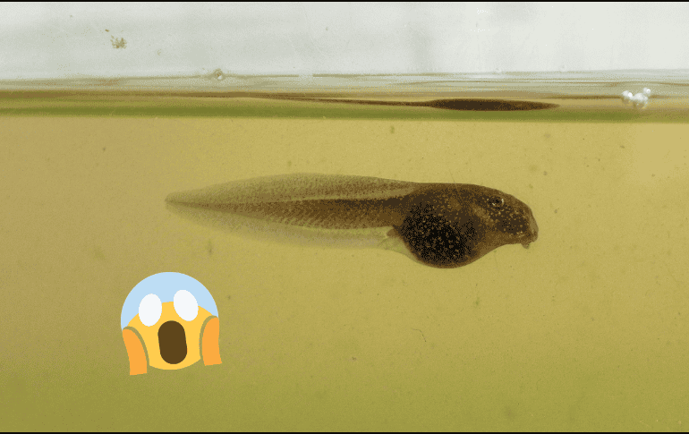 Según los expertos, se trata del registro fósil más antiguo de un renacuajo a nivel mundial. Pixabay