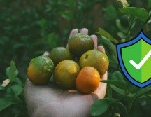 Aquí te compartimos algunos alimentos que ayudan a evitar enfermedades. UNSPLASH / A. DUBEY