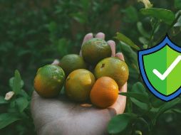 Aquí te compartimos algunos alimentos que ayudan a evitar enfermedades. UNSPLASH / A. DUBEY