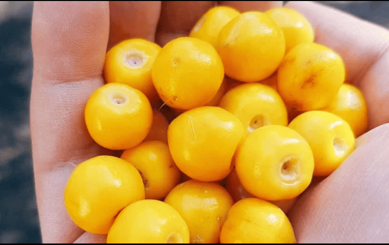 México es uno de los principales productores de este fruto. SUN / ARCHIVO