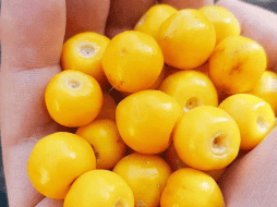 México es uno de los principales productores de este fruto. SUN / ARCHIVO