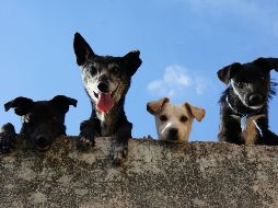 Esta fruta en tendencia brinda beneficios para tu perrito
