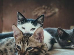 Estudio revela a dónde van los gatos cuando salen de casa