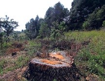 En América del Sur, donde se encuentra la mayor diversidad de árboles del mundo, 3 mil 356 de las 13 mil 668 especies evaluadas están en peligro de extinción. SUN / ARCHIVO