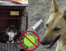 Vacuna a tu mascota contra la rabia gratis en Guadalajara. SUN / EL INFORMADOR / ARCHIVO