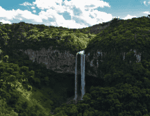 La selva amazónica es la más grande del mundo. Pexels