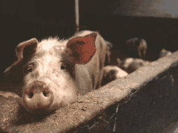 El riesgo actual de contraer gripe aviar es muy bajo para el público. Pexels