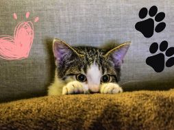 Estos bellos animales ofrecen beneficios emocionales significativos. CANVA / PEXELS