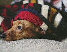 La gastritis en perros, o inflamación del estómago, es una condición frecuente que puede surgir por diversas causas, como infecciones, parásitos, toxinas, medicamentos o una dieta inadecuada. Pixabay