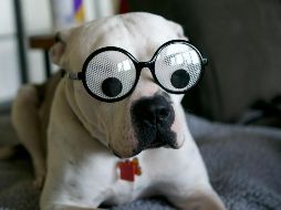 Su nombre debe ser un reflejo del amor y la conexión que compartes con tu amigo peludo. UNSPLASH