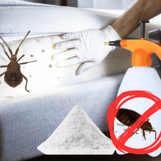 ¿Cómo preparar "Cruz Negra" para acabar con las chinches y cómo aplicarla?