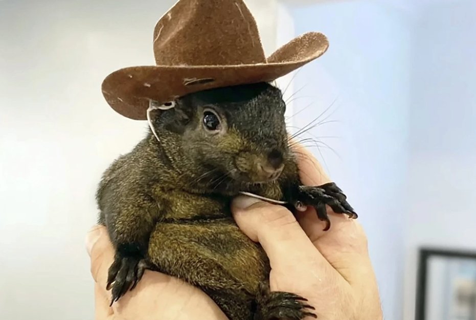 La ardilla sacrificada que está ocasionando un escándalo en las elecciones de EU