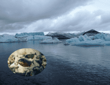 Esta especie se limita a vivir en las aguas que rodean la península Antártica. Pexels