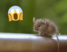 Perú cuenta con tres especies de Abrothrix. Pixabay