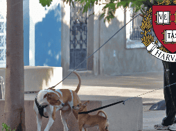 Los perros suelen reaccionar de manera agresiva cuando se sienten amenazados y estresados. EL INFORMADOR / ARCHIVO