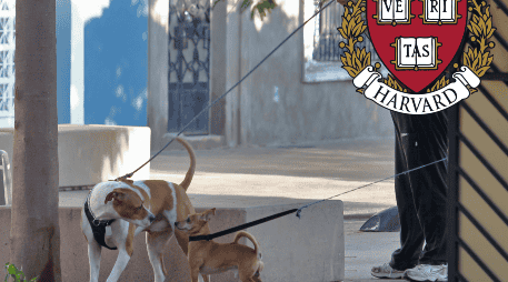 Los perros suelen reaccionar de manera agresiva cuando se sienten amenazados y estresados. EL INFORMADOR / ARCHIVO