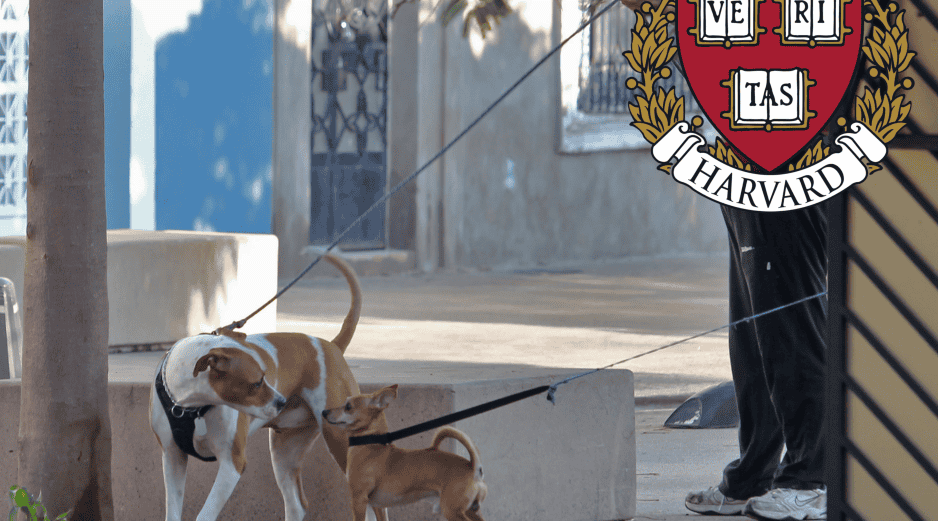 Los perros suelen reaccionar de manera agresiva cuando se sienten amenazados y estresados. EL INFORMADOR / ARCHIVO