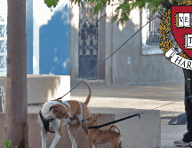 Los perros suelen reaccionar de manera agresiva cuando se sienten amenazados y estresados. EL INFORMADOR / ARCHIVO