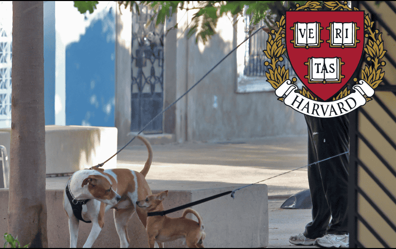Los perros suelen reaccionar de manera agresiva cuando se sienten amenazados y estresados. EL INFORMADOR / ARCHIVO