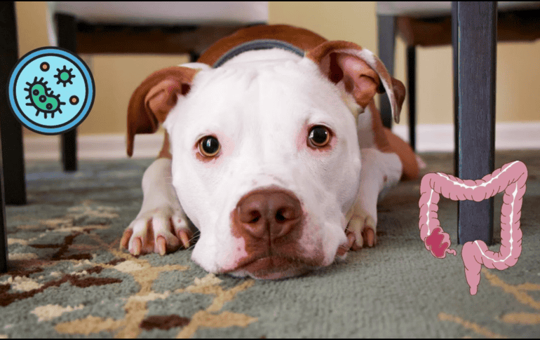 El intestino está estrechamente conectado con el sistema nervioso. UNSPLASH / M. BURKE