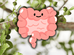 Existen diversas presentaciones de cáscara sagrada, como cápsulas, té, polvo y tabletas. EL INFORMADOR / ARCHIVO