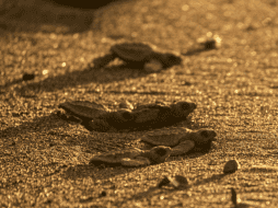 Después de vivir unos 15 años en el océano, las tortugas regresan a anidar a la misma playa donde nacieron. Pexels