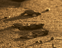 Después de vivir unos 15 años en el océano, las tortugas regresan a anidar a la misma playa donde nacieron. Pexels