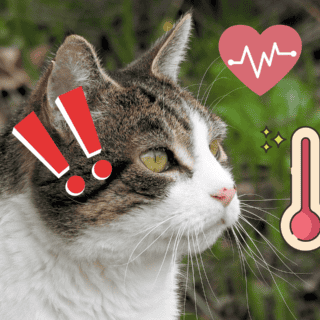 ¿Tu gato sabe cuando estás enfermo? Esto dicen los expertos