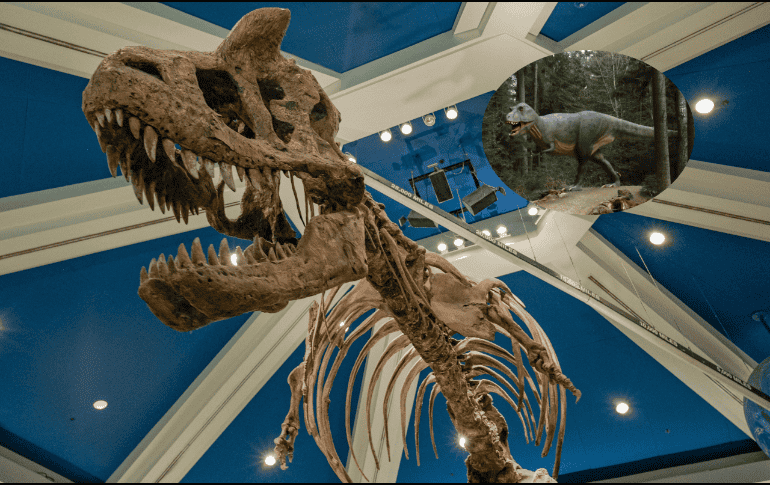 Hace aproximadamente unos 70 u 80 millones de años, el oeste de América del Norte era el hogar de varias especies de tiranosaurios. Pexels