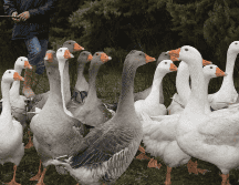 Se han multiplicado los casos detectados de infección, tanto de la fauna silvestre, como de animales de explotaciones. EFE / ARCHIVO