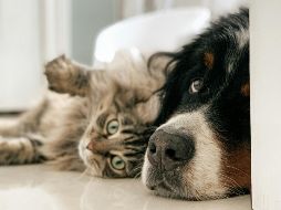 A continuación, te presentamos las razas de perros que tienden a llevarse mejor con gatos. UNSPLASH / L. PHILIPPE