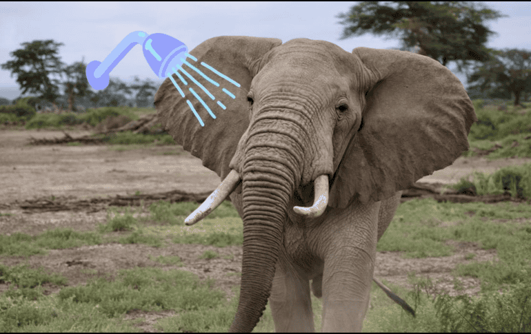 Los elefantes tienen una extraordinaria capacidad de manipulación y uso de herramientas. UNSPLASH / USURI SAFARIS