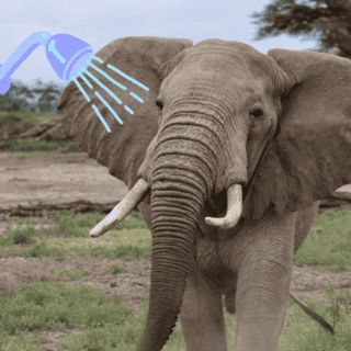 Los elefantes saben usar esta herramienta para ducharse