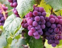 Las uvas son utilizadas desde las civilizaciones antiguas de la humanidad. PEXELS