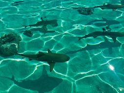 En esta ocasión la Zona Federal Marítimo Terrestre de La Paz no ha comunicado ninguna medida al respecto del avistamiento de hoy. Unsplash