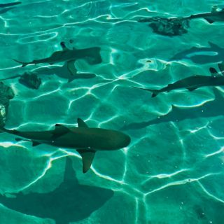 Captan a tiburones nadando cerca de playa de La Paz (VIDEO)