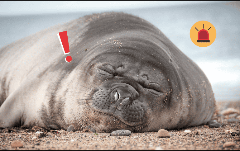 La gripe aviar se contagia fácilmente entre mamíferos marinos, Argentina intenta preservarlos. Pexels / F. Feliciani