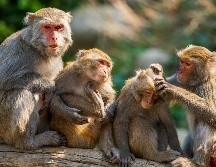 El ser humano ha utilizado a monos para la investigación científica desde finales del Siglo XIX. Pexels